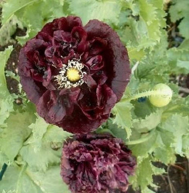 250 BLACK PEONY POPPY Papaver Peoniflorum Flower Seeds